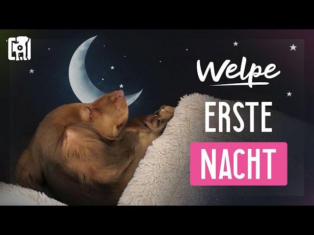 Die ersten Nächte mit dem Welpen: Schlafplatz & typische Unterbrechungen in der Nacht