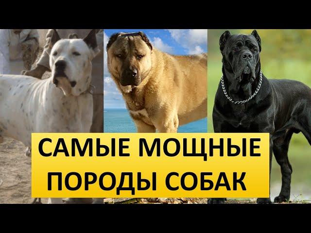 САМЫЕ МОЩНЫЕ ПОРОДЫ СОБАК - ТОП 10