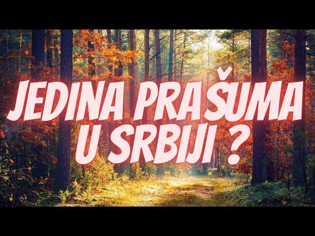 Jedina Prašuma u Srbiji