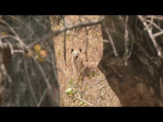 Shooting Hyena in Africa Tanzania with Nitro Express Safaris.