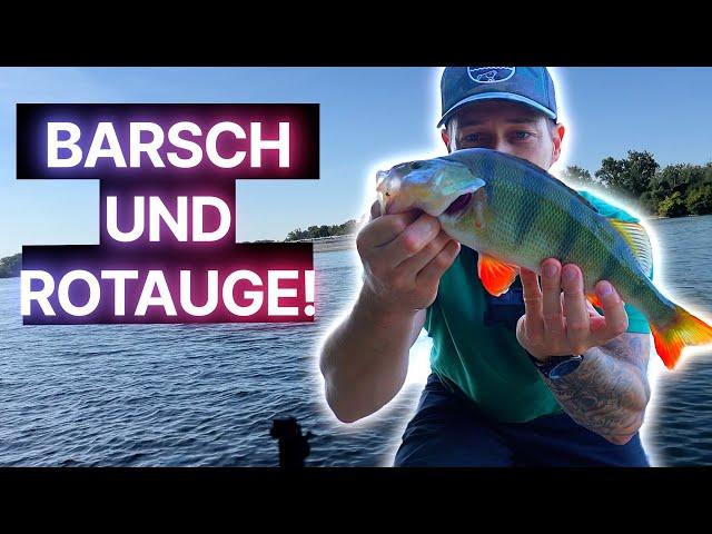 RHEIN IM HOCHSOMMER ️TIPPS FÜR DICKE FISCHE!