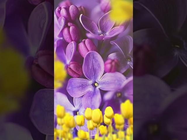 #nature #beautiful