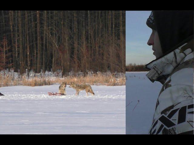 A Morning Amidst Wolves