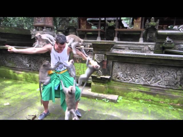 Monkeys attack tourist in Ubud, Bali