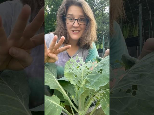 Four budget-friendly Dollar Store hacks to protect cabbage and brassica plants from cabbage worms.
