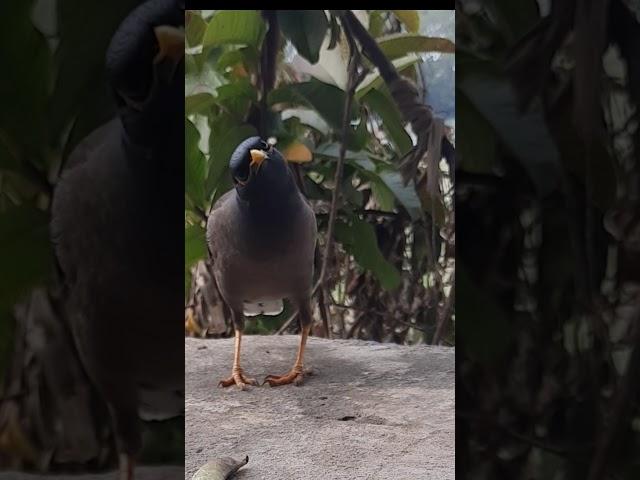 Common myna is so special. #shorts #indianbirds#justifry