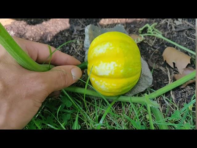 Prevent Rot on Your Pumpkins/Gourds/Melons (Cucubits)