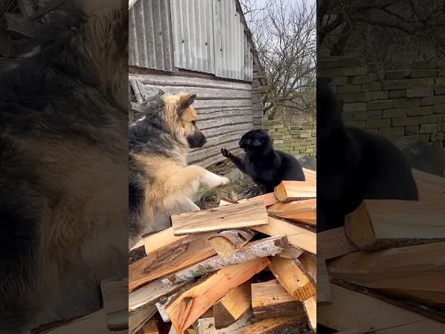 ‍⬛Cat vs DogFunny Animals
