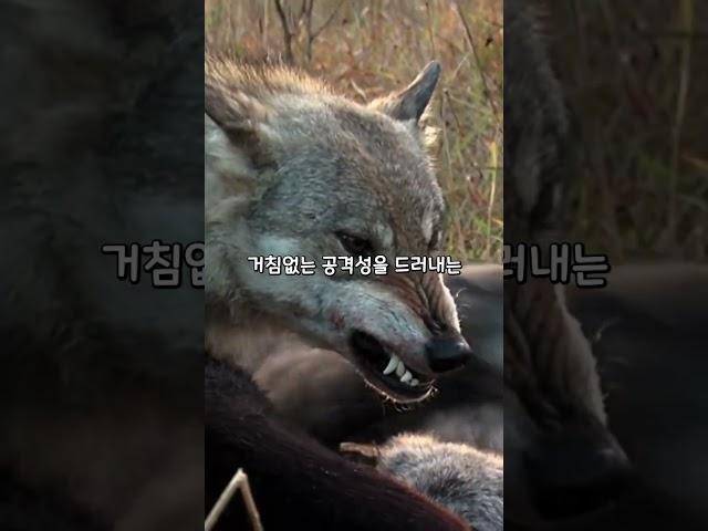 늑대가 사람의 얼굴을 무는 이유