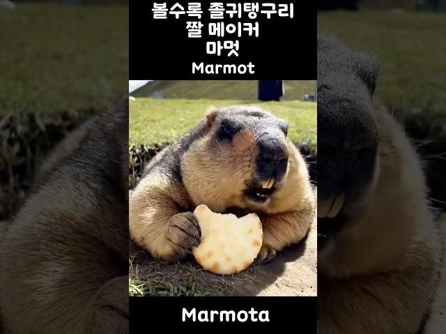 “볼수록 졸귀탱구리, 짤 메이커 마멋” #shorts #animals #endangered #marmotte #marmot #marmota #squirrel
