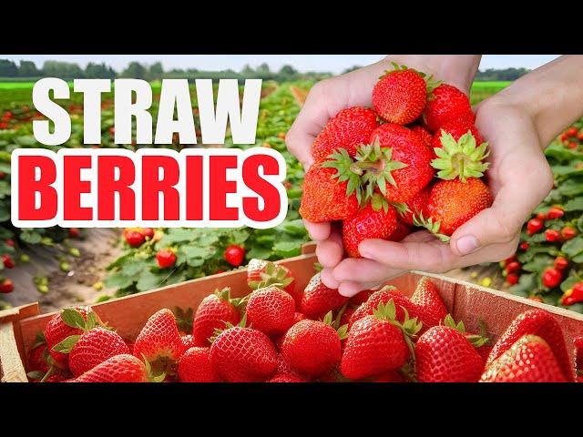 Strawberry Farming & Processing - Start to Finish