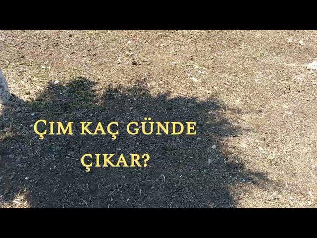 çim kaç günde çıkar