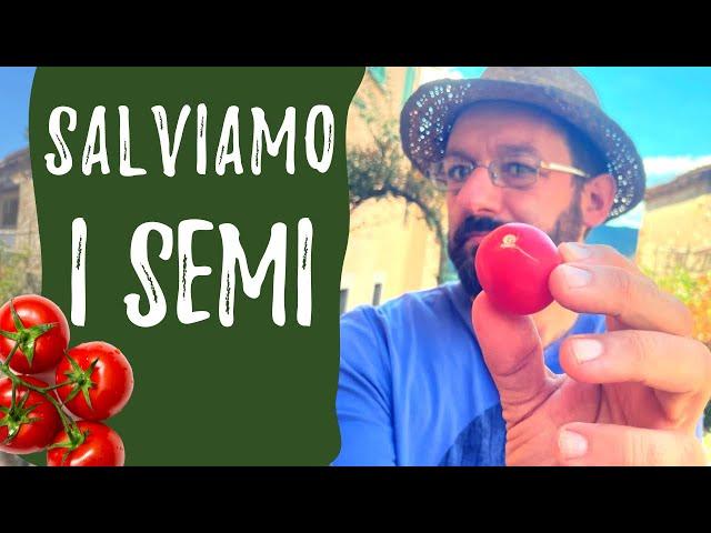 Prelevare e conservare i SEMI di pomodoro