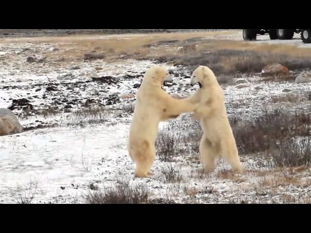 Center for Biological Diversity Overview