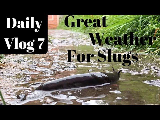 Global Gumboot Daily Vlog 7 | Dilemma | Is Kashmir Safe? Should He Go?