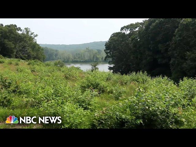 Bobcat attacks Connecticut camp counselor who was sleeping