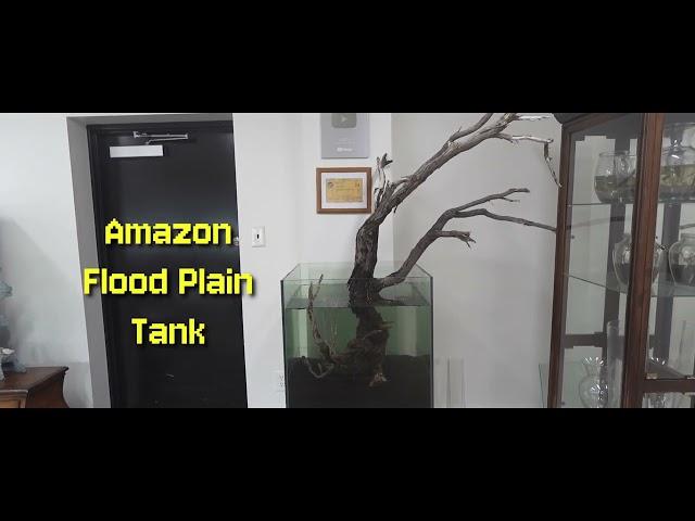 Amazon Flood Plain Tank - Stage #1