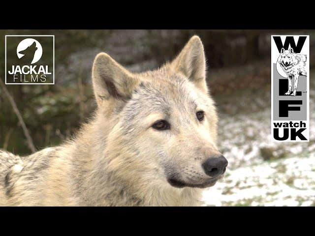 Wolf Watch UK welcomes Bosch, the new wolf.