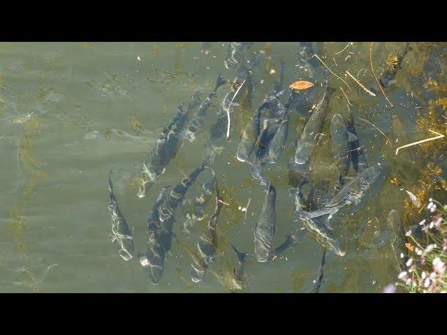 Hundreds of Big Fish in Douro River, Porto, Portugal Rio Douro