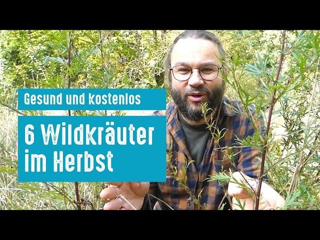 Gesund und kostenlos: diese 6 Wildkräuter sammelst du im Herbst (+Anwendungen)