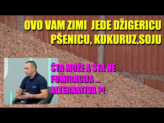 POJEDOŠE VAM ŽITO, KUKRUZ, SUNCOKRET !!! ŠTA NAPADA i KADA ŽITARICE U SKLADIŠTIMA kako da se ...