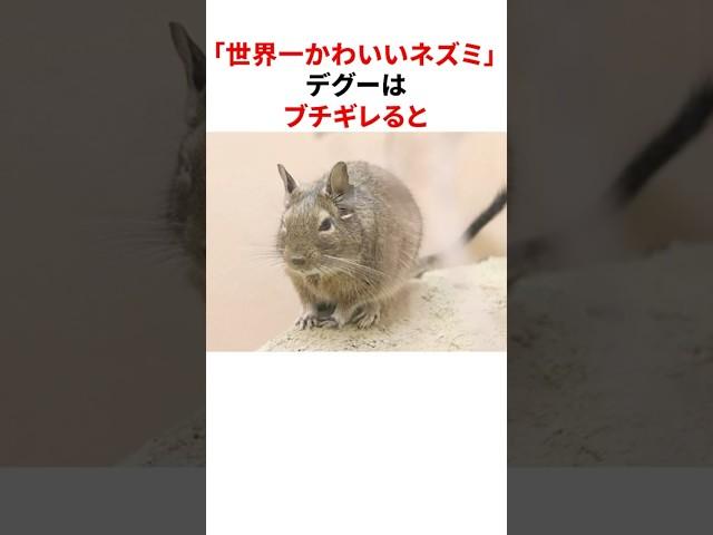 "The world's cutest mouse" trivia about degus #shorts