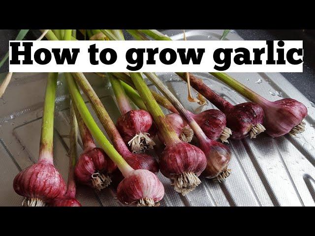 How to grow garlic bulbs | allotment growing