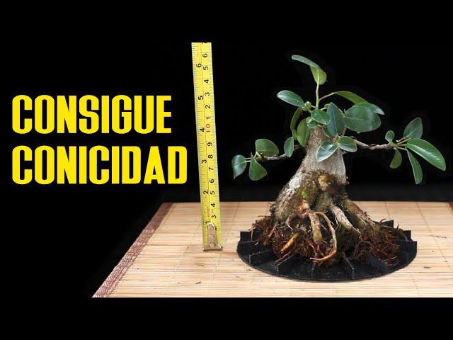 Conicidad en bonsai con cambio de lider