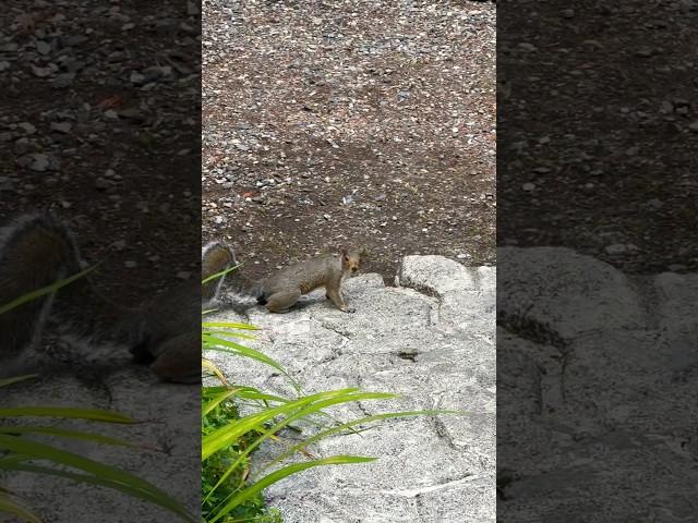 OKAY MR. SQUIRREL ️ YOUR MISSION, RUN TO YOUR RIGHT SIDE‼️ I SAID RIGHT