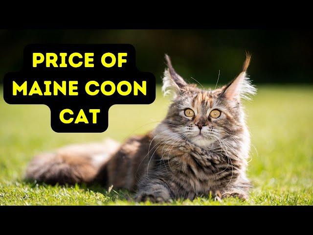 Price of Maine Coon Cat | How Much is a Maine Coon Cat?