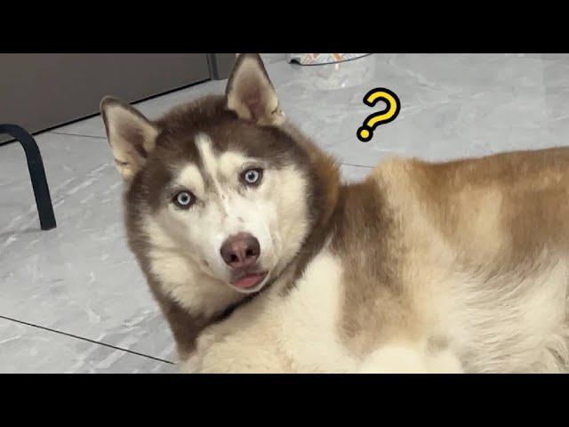 當你帶著狗子們一起熬夜，看看它們啥反應？#husky #寵物 #萌宠 #funny #pets