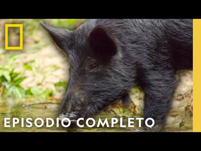 Florida Salvaje | Cuando La Naturaleza llama | Nat Geo en Español
