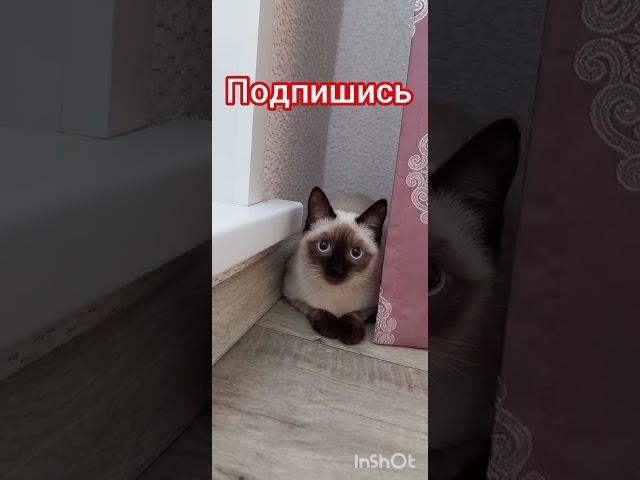 Котенокс улицы-счастье в доме️‼️