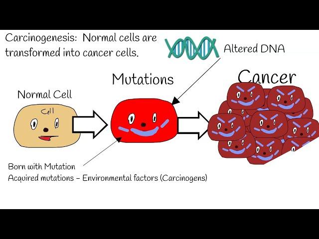 Carcinogenesis - Mechanism of action.  Proto-Oncogenes vs Oncogenes, tumor suppressor gene P53