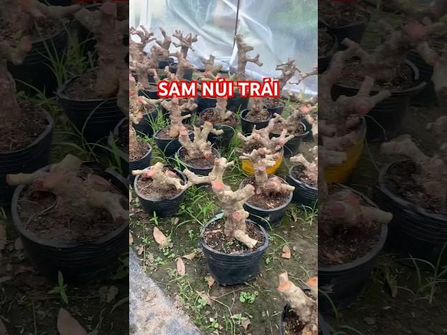 sam núi trái giá rẻ #bonsai #moinguoi #bonsaitree #nhingoctoan #caycanh #sieubongbinhloi