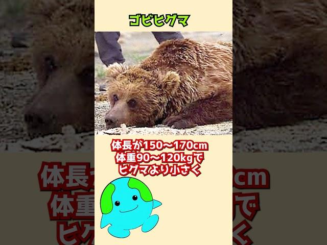 絶滅寸前の生物 ３選【絶滅危惧種】声 VOICEVOX:ずんだもん 音読さん #shorts #動物 #生物