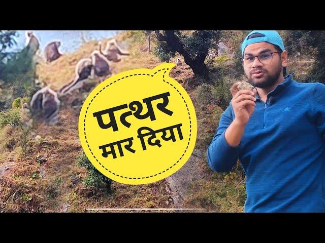 लंगूरों का आतंक || uttarakhand village life || Akki ke Vlogs