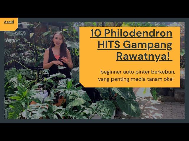 10 Philodendron Hits Gampang Rawat, 10 Philodendron for Beginner, aroid untuk pemula