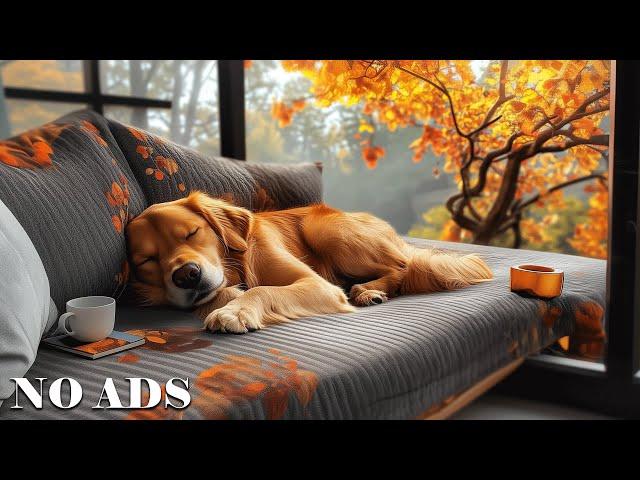 ⭕12 Hours of Anti Anxiety Dog TV:Relaxing Music for Dogs& Fast-Boredom Busting Videos for Dog Music