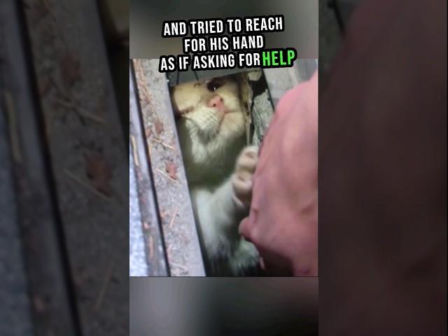 Kitten's Cry For Help#shorts #cat #rescue