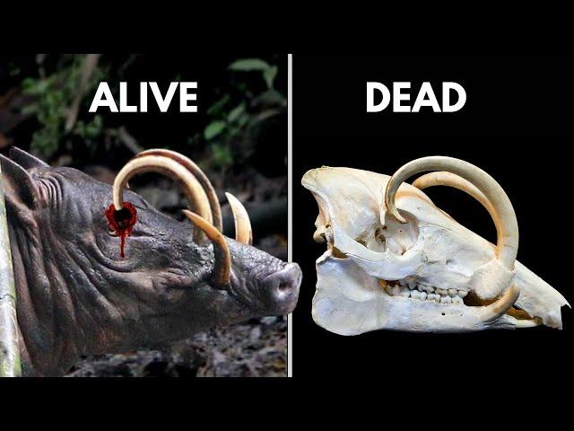 When Evolution Fails: Tusks Growing Into Skull