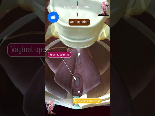 Female pelvic openings: vaginal, anal, and urinary ‍️