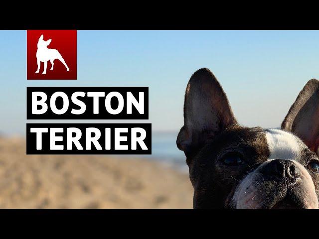 Boston Terrier World Videos Compilation Vol. 1  (Funny Dog & Cute Puppies You MUST SEE)