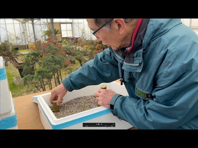 How to make hardwood cuttings for bonsai