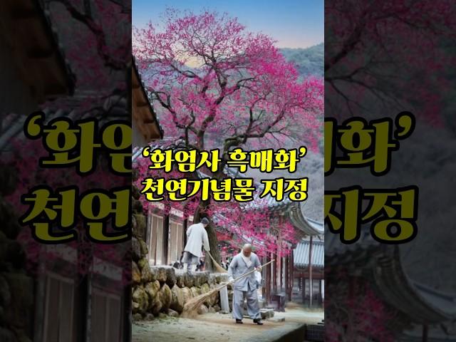 화엄사 홍매화 ‘천연기념물 지정’  화엄사 홍매화는 검붉은 빛깔이 아름다워서 흑매화(黑梅花)라는 별칭 #흑매화, #화엄사 홍매화,#구례 화엄사 화엄매