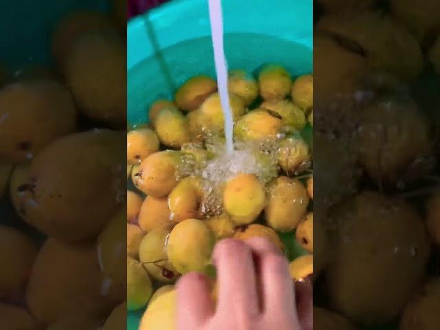 Main Aur Meri  Tanhai #jagjitsinghghazals  Mango Fruits 