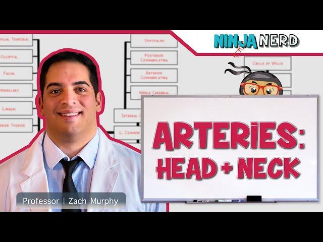 Circulatory System | Arteries of the Head & Neck | Flow Chart