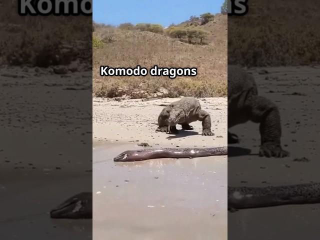 Is this REALLY Komodo Dragon vs Electric Eel?