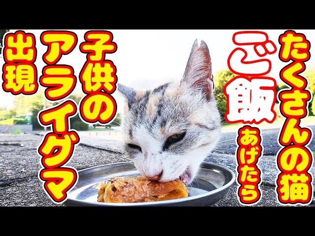 たくさんの猫たちにご飯をあげたら・・・ 子供のアライグマたちが出現 地域猫ボランティアさん急逝後火事エリア さくらねこへの給餌 癒され猫動画 感動猫動画