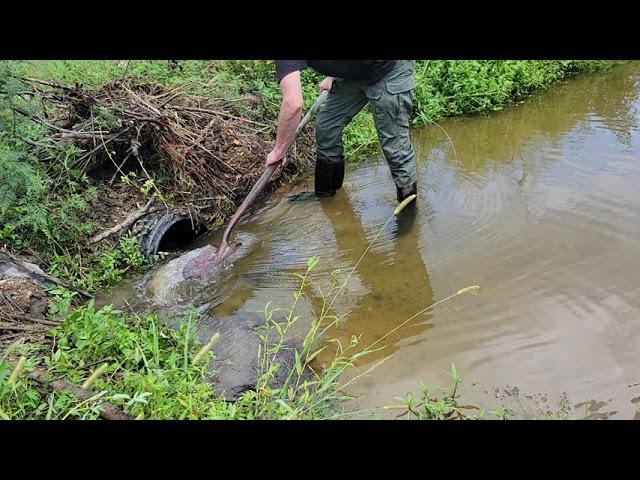 12 days of covid big lake closed drain from beavers  #beavers #cloggeddrain #beaverdamaage